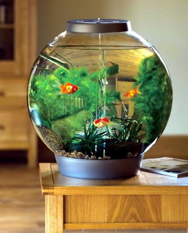 Contoh Aquarium Model Rumah Minimalis, Inspirasi Aquarium Model Rumah Minimalis, Contoh Inspirasi Aquarium Model Rumah Minimalis, Contoh Ide Aquarium Model Rumah Minimalis, Ide Aquarium Model Rumah Minimalis, Bentuk Aquarium Model Rumah Minimalis, Referensi Aquarium Model Rumah Minimalis