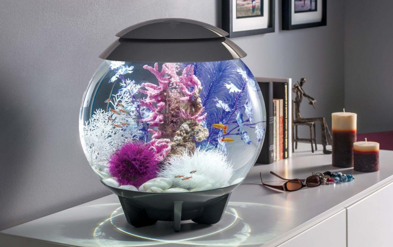 Contoh Aquarium Model Rumah Minimalis, Inspirasi Aquarium Model Rumah Minimalis, Contoh Inspirasi Aquarium Model Rumah Minimalis, Contoh Ide Aquarium Model Rumah Minimalis, Ide Aquarium Model Rumah Minimalis, Bentuk Aquarium Model Rumah Minimalis, Referensi Aquarium Model Rumah Minimalis