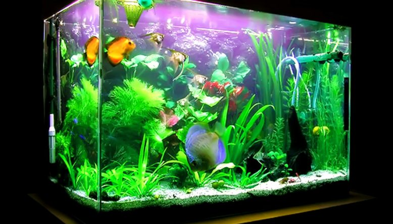 Contoh Aquarium Model Rumah Minimalis, Inspirasi Aquarium Model Rumah Minimalis, Contoh Inspirasi Aquarium Model Rumah Minimalis, Contoh Ide Aquarium Model Rumah Minimalis, Ide Aquarium Model Rumah Minimalis, Bentuk Aquarium Model Rumah Minimalis, Referensi Aquarium Model Rumah Minimalis