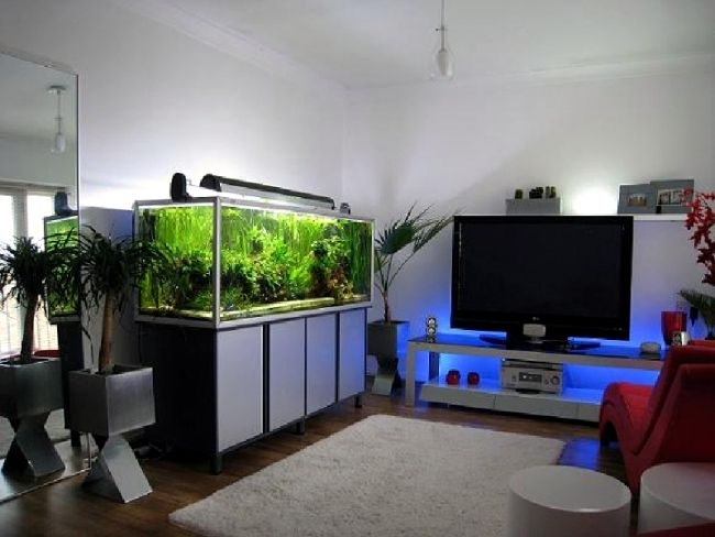 Contoh Aquarium Model Rumah Minimalis, Inspirasi Aquarium Model Rumah Minimalis, Contoh Inspirasi Aquarium Model Rumah Minimalis, Contoh Ide Aquarium Model Rumah Minimalis, Ide Aquarium Model Rumah Minimalis, Bentuk Aquarium Model Rumah Minimalis, Referensi Aquarium Model Rumah Minimalis
