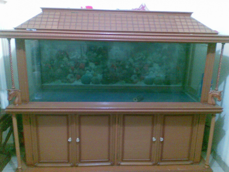 Contoh Aquarium Model Rumah, Inspirasi Aquarium Model Rumah, Contoh Inspirasi Aquarium Model Rumah, Contoh Ide Aquarium Model Rumah, Ide Aquarium Model Rumah, Bentuk Aquarium Model Rumah, Referensi Aquarium Model Rumah