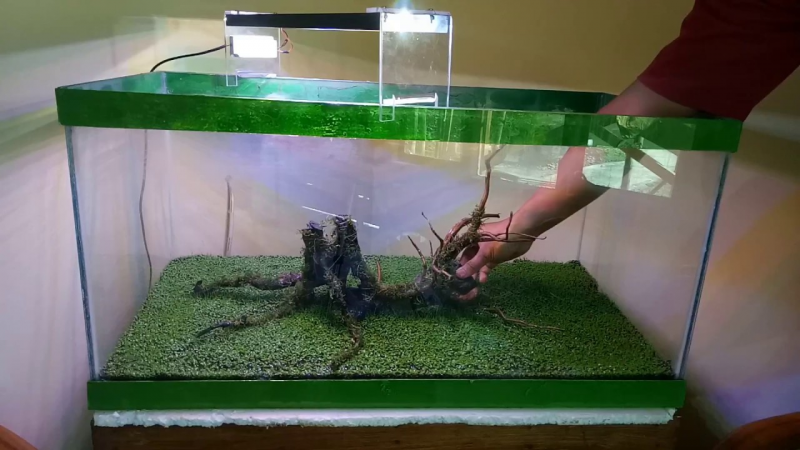 Proses Memasukkan dan Mengatus Hardscape Di Dalam Aquarium