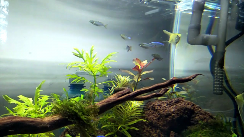 Contoh Aquascape Minimalis, Inspirasi Aquascape Minimalis, Contoh Inspirasi Aquascape Minimalis, Contoh Ide Aquascape Minimalis, Ide Aquascape Minimalis, Bentuk Aquascape Minimalis, Referensi Aquascape Minimalis