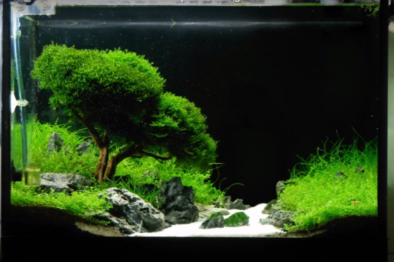 Contoh Aquascape Minimalis, Inspirasi Aquascape Minimalis, Contoh Inspirasi Aquascape Minimalis, Contoh Ide Aquascape Minimalis, Ide Aquascape Minimalis, Bentuk Aquascape Minimalis, Referensi Aquascape Minimalis