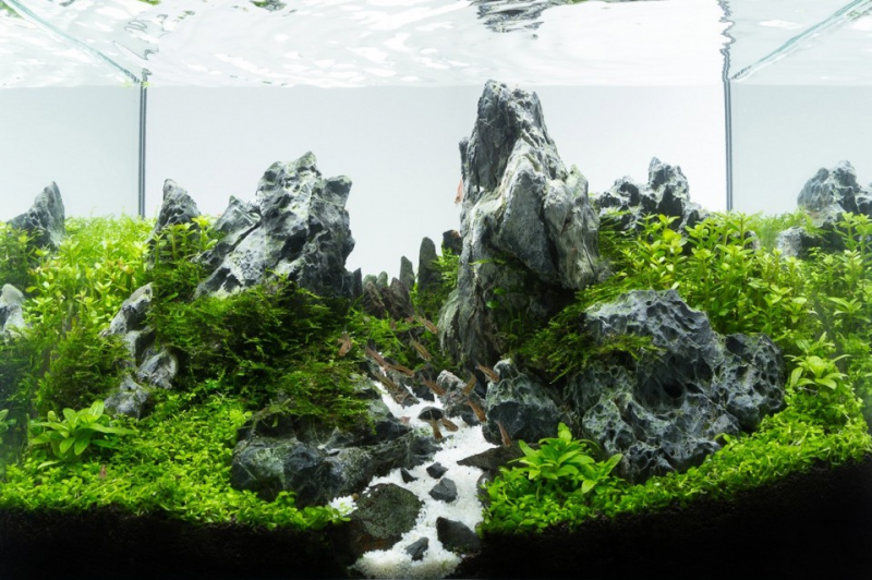 Contoh Aquascape Minimalis, Inspirasi Aquascape Minimalis, Contoh Inspirasi Aquascape Minimalis, Contoh Ide Aquascape Minimalis, Ide Aquascape Minimalis, Bentuk Aquascape Minimalis, Referensi Aquascape Minimalis