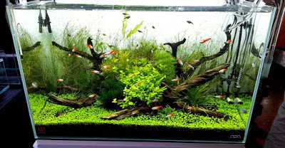 Contoh Aquascape Minimalis, Inspirasi Aquascape Minimalis, Contoh Inspirasi Aquascape Minimalis, Contoh Ide Aquascape Minimalis, Ide Aquascape Minimalis, Bentuk Aquascape Minimalis, Referensi Aquascape Minimalis