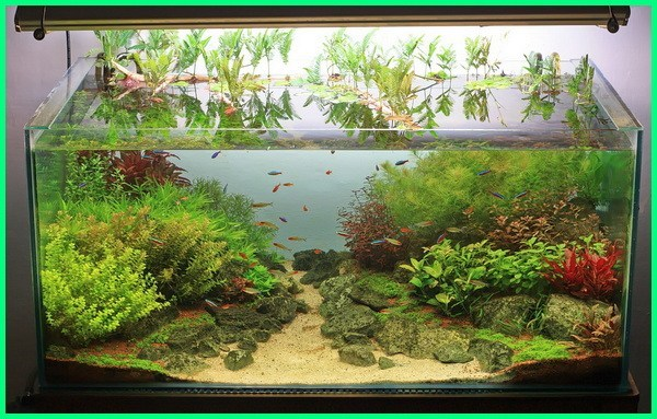 Contoh Aquascape Minimalis, Inspirasi Aquascape Minimalis, Contoh Inspirasi Aquascape Minimalis, Contoh Ide Aquascape Minimalis, Ide Aquascape Minimalis, Bentuk Aquascape Minimalis, Referensi Aquascape Minimalis