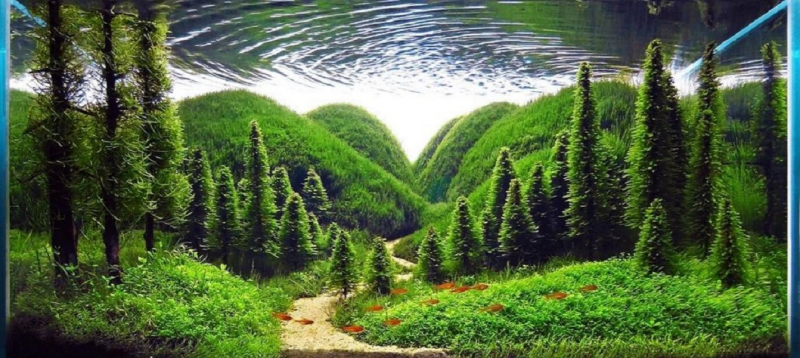 Contoh Aquascape Minimalis, Inspirasi Aquascape Minimalis, Contoh Inspirasi Aquascape Minimalis, Contoh Ide Aquascape Minimalis, Ide Aquascape Minimalis, Bentuk Aquascape Minimalis, Referensi Aquascape Minimalis