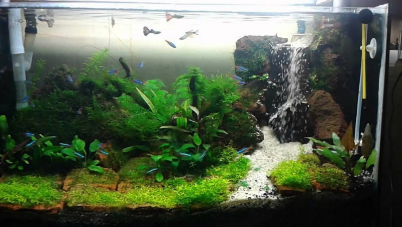 Contoh Aquascape Minimalis, Inspirasi Aquascape Minimalis, Contoh Inspirasi Aquascape Minimalis, Contoh Ide Aquascape Minimalis, Ide Aquascape Minimalis, Bentuk Aquascape Minimalis, Referensi Aquascape Minimalis