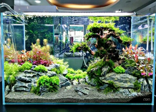 Contoh Aquascape Minimalis, Inspirasi Aquascape Minimalis, Contoh Inspirasi Aquascape Minimalis, Contoh Ide Aquascape Minimalis, Ide Aquascape Minimalis, Bentuk Aquascape Minimalis, Referensi Aquascape Minimalis