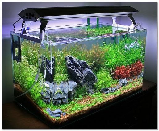 Contoh Aquascape Minimalis, Inspirasi Aquascape Minimalis, Contoh Inspirasi Aquascape Minimalis, Contoh Ide Aquascape Minimalis, Ide Aquascape Minimalis, Bentuk Aquascape Minimalis, Referensi Aquascape Minimalis