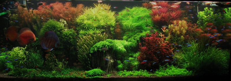 Contoh Aquascape Minimalis, Inspirasi Aquascape Minimalis, Contoh Inspirasi Aquascape Minimalis, Contoh Ide Aquascape Minimalis, Ide Aquascape Minimalis, Bentuk Aquascape Minimalis, Referensi Aquascape Minimalis
