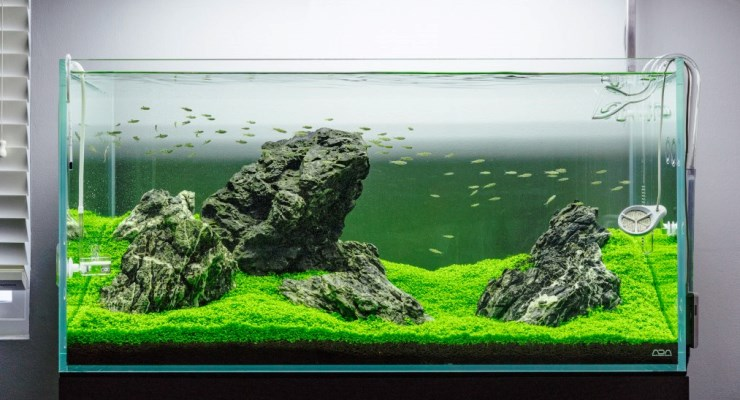 Contoh Aquascape Minimalis, Inspirasi Aquascape Minimalis, Contoh Inspirasi Aquascape Minimalis, Contoh Ide Aquascape Minimalis, Ide Aquascape Minimalis, Bentuk Aquascape Minimalis, Referensi Aquascape Minimalis
