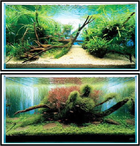 Contoh Aquascape Minimalis, Inspirasi Aquascape Minimalis, Contoh Inspirasi Aquascape Minimalis, Contoh Ide Aquascape Minimalis, Ide Aquascape Minimalis, Bentuk Aquascape Minimalis, Referensi Aquascape Minimalis