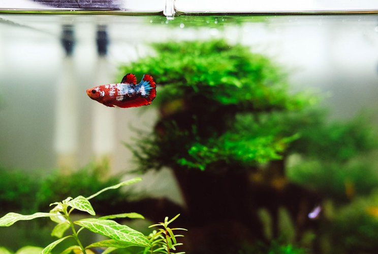 Contoh Aquascape Minimalis, Inspirasi Aquascape Minimalis, Contoh Inspirasi Aquascape Minimalis, Contoh Ide Aquascape Minimalis, Ide Aquascape Minimalis, Bentuk Aquascape Minimalis, Referensi Aquascape Minimalis