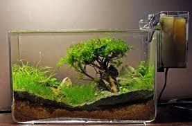 Contoh Aquascape Minimalis, Inspirasi Aquascape Minimalis, Contoh Inspirasi Aquascape Minimalis, Contoh Ide Aquascape Minimalis, Ide Aquascape Minimalis, Bentuk Aquascape Minimalis, Referensi Aquascape Minimalis