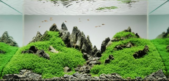 Contoh Aquascape Minimalis, Inspirasi Aquascape Minimalis, Contoh Inspirasi Aquascape Minimalis, Contoh Ide Aquascape Minimalis, Ide Aquascape Minimalis, Bentuk Aquascape Minimalis, Referensi Aquascape Minimalis