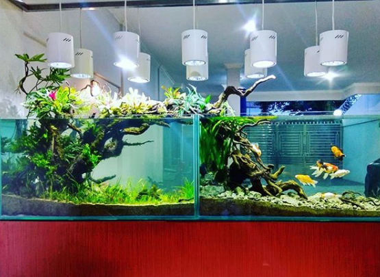 Menambahkan Tanaman Hias Di Dalam Aquarium