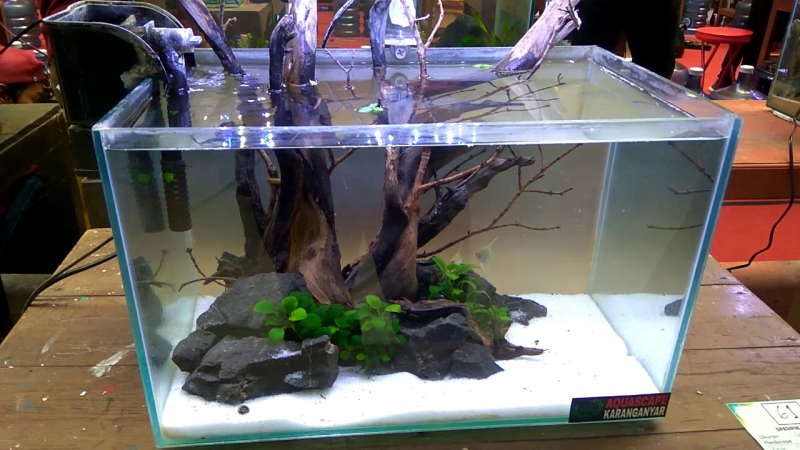 Contoh Aquascape Minimalis, Inspirasi Aquascape Minimalis, Contoh Inspirasi Aquascape Minimalis, Contoh Ide Aquascape Minimalis, Ide Aquascape Minimalis, Bentuk Aquascape Minimalis, Referensi Aquascape Minimalis