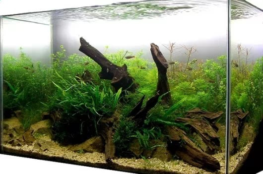 Contoh Aquascape Minimalis, Inspirasi Aquascape Minimalis, Contoh Inspirasi Aquascape Minimalis, Contoh Ide Aquascape Minimalis, Ide Aquascape Minimalis, Bentuk Aquascape Minimalis, Referensi Aquascape Minimalis