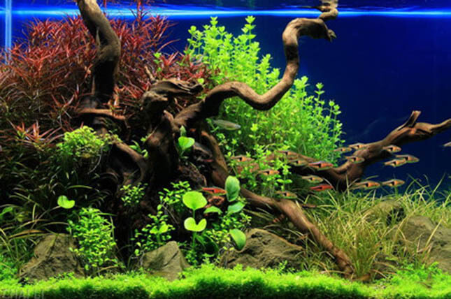 Contoh Aquascape Minimalis, Inspirasi Aquascape Minimalis, Contoh Inspirasi Aquascape Minimalis, Contoh Ide Aquascape Minimalis, Ide Aquascape Minimalis, Bentuk Aquascape Minimalis, Referensi Aquascape Minimalis