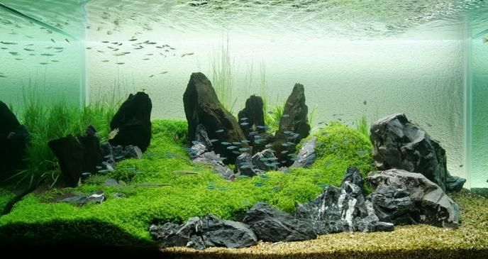 Contoh Aquascape Minimalis, Inspirasi Aquascape Minimalis, Contoh Inspirasi Aquascape Minimalis, Contoh Ide Aquascape Minimalis, Ide Aquascape Minimalis, Bentuk Aquascape Minimalis, Referensi Aquascape Minimalis