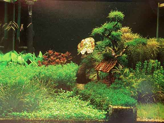 Contoh Aquascape Minimalis, Inspirasi Aquascape Minimalis, Contoh Inspirasi Aquascape Minimalis, Contoh Ide Aquascape Minimalis, Ide Aquascape Minimalis, Bentuk Aquascape Minimalis, Referensi Aquascape Minimalis