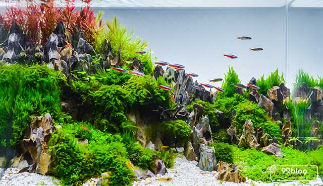 Menuangkan Air Ke Dalam Aquarium Dengan Hati Hati