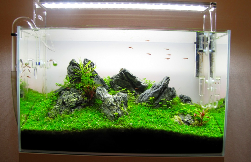 Menyiapkan Dasar Pada Aquarium