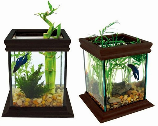 Contoh Aquarium Minimalis, Inspirasi Aquarium Minimalis, Contoh Inspirasi Aquarium Minimalis, Contoh Ide Aquarium Minimalis, Ide Aquarium Minimalis, Bentuk Aquarium Minimalis, Referensi Aquarium Minimalis