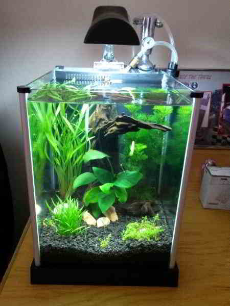 Contoh Aquarium Minimalis, Inspirasi Aquarium Minimalis, Contoh Inspirasi Aquarium Minimalis, Contoh Ide Aquarium Minimalis, Ide Aquarium Minimalis, Bentuk Aquarium Minimalis, Referensi Aquarium Minimalis