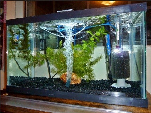 Contoh Aquarium Minimalis, Inspirasi Aquarium Minimalis, Contoh Inspirasi Aquarium Minimalis, Contoh Ide Aquarium Minimalis, Ide Aquarium Minimalis, Bentuk Aquarium Minimalis, Referensi Aquarium Minimalis