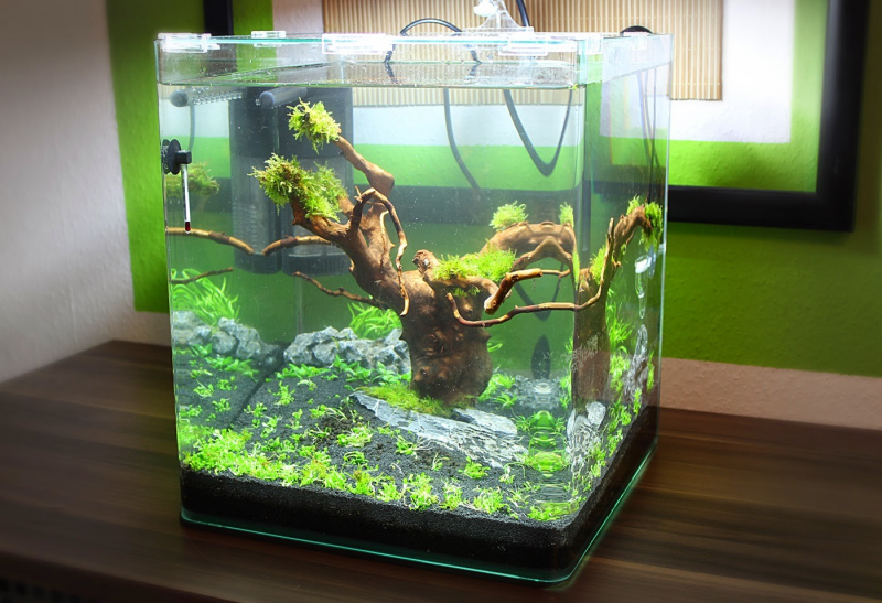 Contoh Aquarium Minimalis, Inspirasi Aquarium Minimalis, Contoh Inspirasi Aquarium Minimalis, Contoh Ide Aquarium Minimalis, Ide Aquarium Minimalis, Bentuk Aquarium Minimalis, Referensi Aquarium Minimalis
