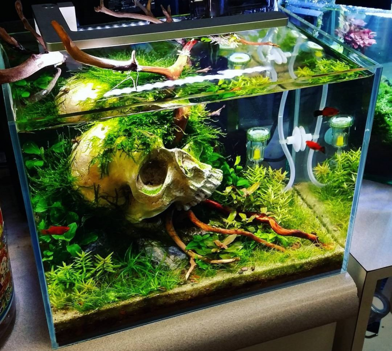 Contoh Aquarium Minimalis, Inspirasi Aquarium Minimalis, Contoh Inspirasi Aquarium Minimalis, Contoh Ide Aquarium Minimalis, Ide Aquarium Minimalis, Bentuk Aquarium Minimalis, Referensi Aquarium Minimalis