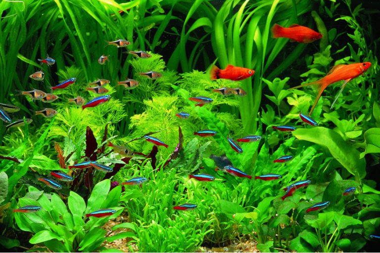 Menentukan Jumlah Ikan Agar Ukuran Aquarium Bisa Disesuaikan