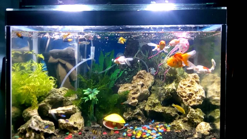 Contoh Aquarium Air Tawar, Inspirasi Aquarium Air Tawar, Contoh Inspirasi Aquarium Air Tawar, Contoh Ide Aquarium Air Tawar, Ide Aquarium Air Tawar, Bentuk Aquarium Air Tawar, Referensi Aquarium Air Tawar