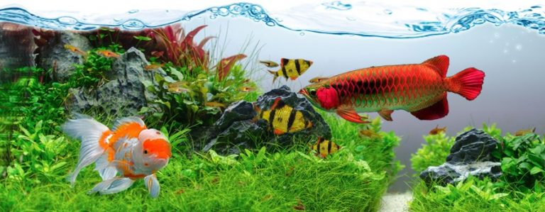 Contoh Aquarium Air Tawar, Inspirasi Aquarium Air Tawar, Contoh Inspirasi Aquarium Air Tawar, Contoh Ide Aquarium Air Tawar, Ide Aquarium Air Tawar, Bentuk Aquarium Air Tawar, Referensi Aquarium Air Tawar