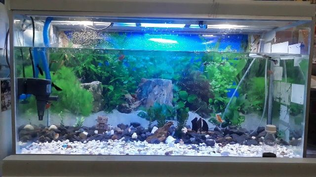 Contoh Aquarium Air Tawar, Inspirasi Aquarium Air Tawar, Contoh Inspirasi Aquarium Air Tawar, Contoh Ide Aquarium Air Tawar, Ide Aquarium Air Tawar, Bentuk Aquarium Air Tawar, Referensi Aquarium Air Tawar