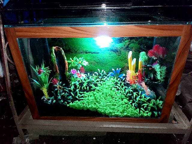 Contoh Aquarium Air Tawar, Inspirasi Aquarium Air Tawar, Contoh Inspirasi Aquarium Air Tawar, Contoh Ide Aquarium Air Tawar, Ide Aquarium Air Tawar, Bentuk Aquarium Air Tawar, Referensi Aquarium Air Tawar
