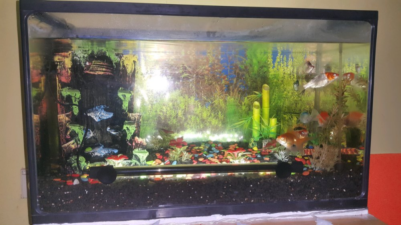 Proses Pemupukan Aquarium Air Tawar Jika Didesain Aquascape