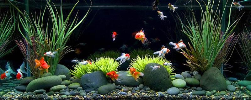 Contoh Aquarium Air Tawar, Inspirasi Aquarium Air Tawar, Contoh Inspirasi Aquarium Air Tawar, Contoh Ide Aquarium Air Tawar, Ide Aquarium Air Tawar, Bentuk Aquarium Air Tawar, Referensi Aquarium Air Tawar