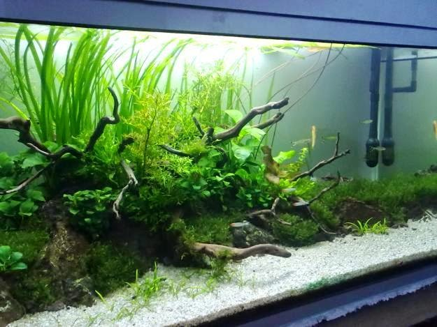 Contoh Aquarium Air Tawar, Inspirasi Aquarium Air Tawar, Contoh Inspirasi Aquarium Air Tawar, Contoh Ide Aquarium Air Tawar, Ide Aquarium Air Tawar, Bentuk Aquarium Air Tawar, Referensi Aquarium Air Tawar