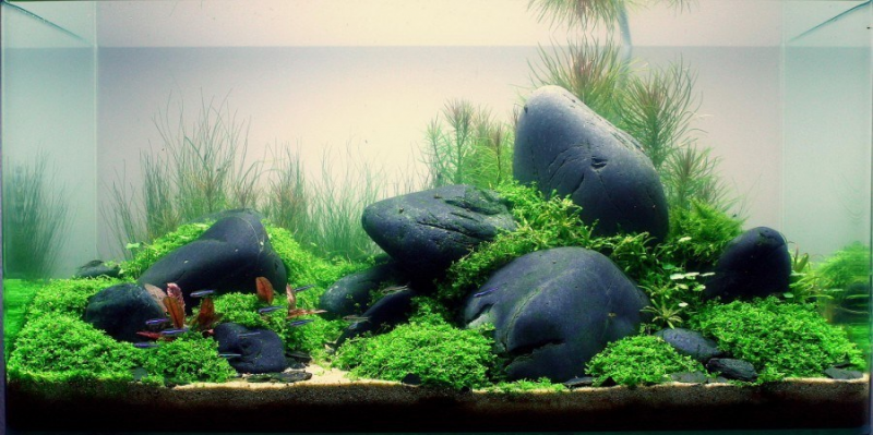 Proses Pengisian Aquarium