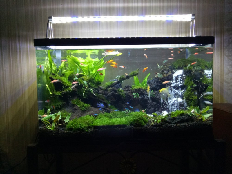 Contoh Aquarium Air Tawar, Inspirasi Aquarium Air Tawar, Contoh Inspirasi Aquarium Air Tawar, Contoh Ide Aquarium Air Tawar, Ide Aquarium Air Tawar, Bentuk Aquarium Air Tawar, Referensi Aquarium Air Tawar