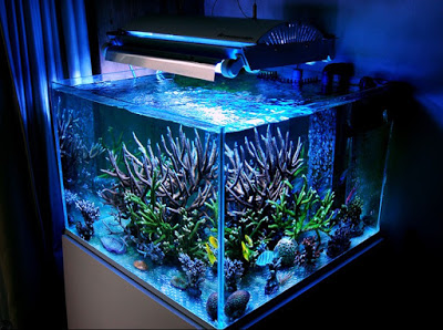 Contoh Aquarium Air Tawar, Inspirasi Aquarium Air Tawar, Contoh Inspirasi Aquarium Air Tawar, Contoh Ide Aquarium Air Tawar, Ide Aquarium Air Tawar, Bentuk Aquarium Air Tawar, Referensi Aquarium Air Tawar