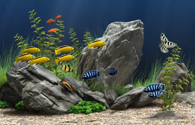 Contoh Aquarium Air Tawar, Inspirasi Aquarium Air Tawar, Contoh Inspirasi Aquarium Air Tawar, Contoh Ide Aquarium Air Tawar, Ide Aquarium Air Tawar, Bentuk Aquarium Air Tawar, Referensi Aquarium Air Tawar