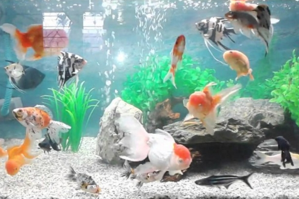 Contoh Aquarium Air Tawar, Inspirasi Aquarium Air Tawar, Contoh Inspirasi Aquarium Air Tawar, Contoh Ide Aquarium Air Tawar, Ide Aquarium Air Tawar, Bentuk Aquarium Air Tawar, Referensi Aquarium Air Tawar
