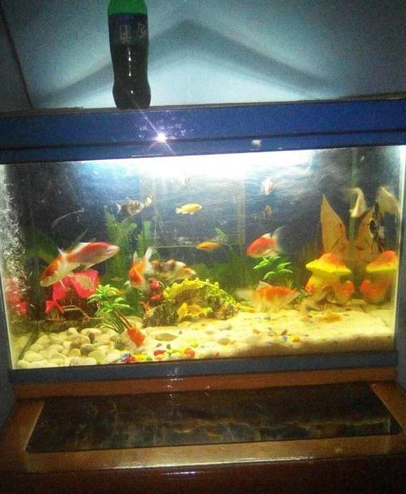 Contoh Aquarium Air Tawar, Inspirasi Aquarium Air Tawar, Contoh Inspirasi Aquarium Air Tawar, Contoh Ide Aquarium Air Tawar, Ide Aquarium Air Tawar, Bentuk Aquarium Air Tawar, Referensi Aquarium Air Tawar