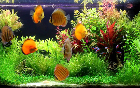 Contoh Aquarium Air Tawar, Inspirasi Aquarium Air Tawar, Contoh Inspirasi Aquarium Air Tawar, Contoh Ide Aquarium Air Tawar, Ide Aquarium Air Tawar, Bentuk Aquarium Air Tawar, Referensi Aquarium Air Tawar