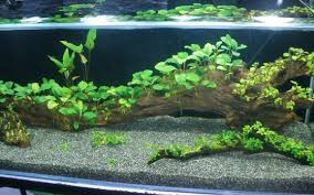 Contoh Aquarium Air Tawar, Inspirasi Aquarium Air Tawar, Contoh Inspirasi Aquarium Air Tawar, Contoh Ide Aquarium Air Tawar, Ide Aquarium Air Tawar, Bentuk Aquarium Air Tawar, Referensi Aquarium Air Tawar